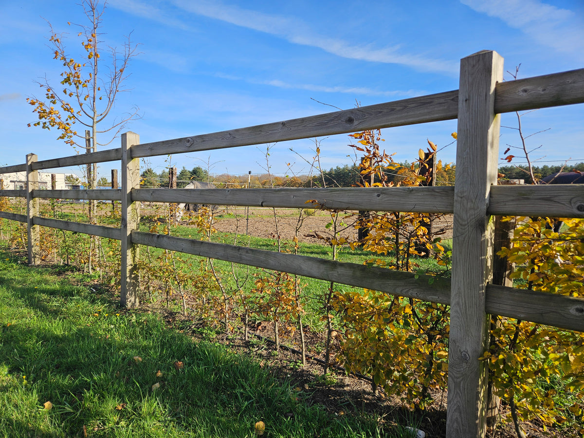 Clôture pour chevaux en pin avec poteaux carrés