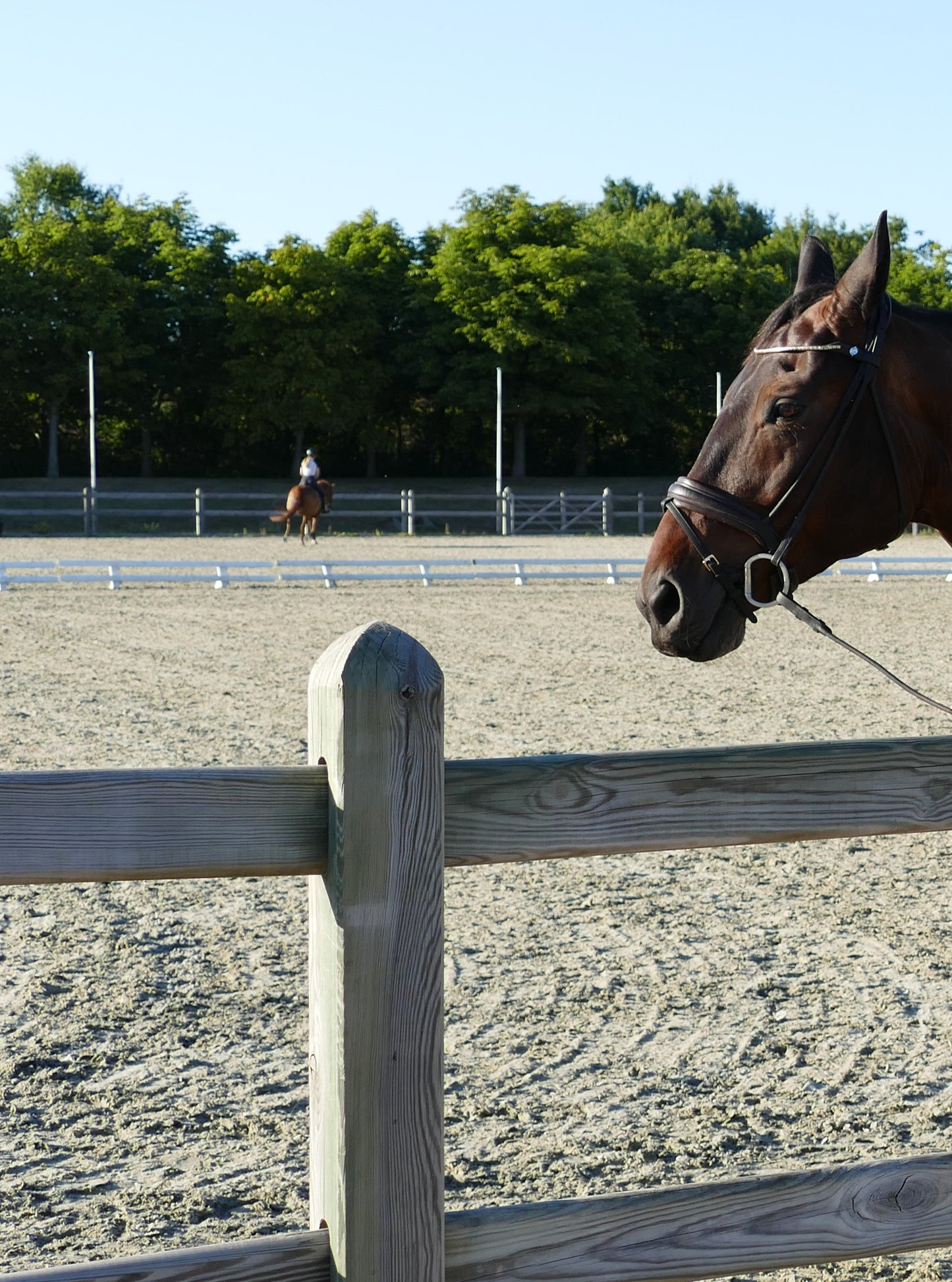 Clôture pour chevaux – Sur mesure (prix sur demande)