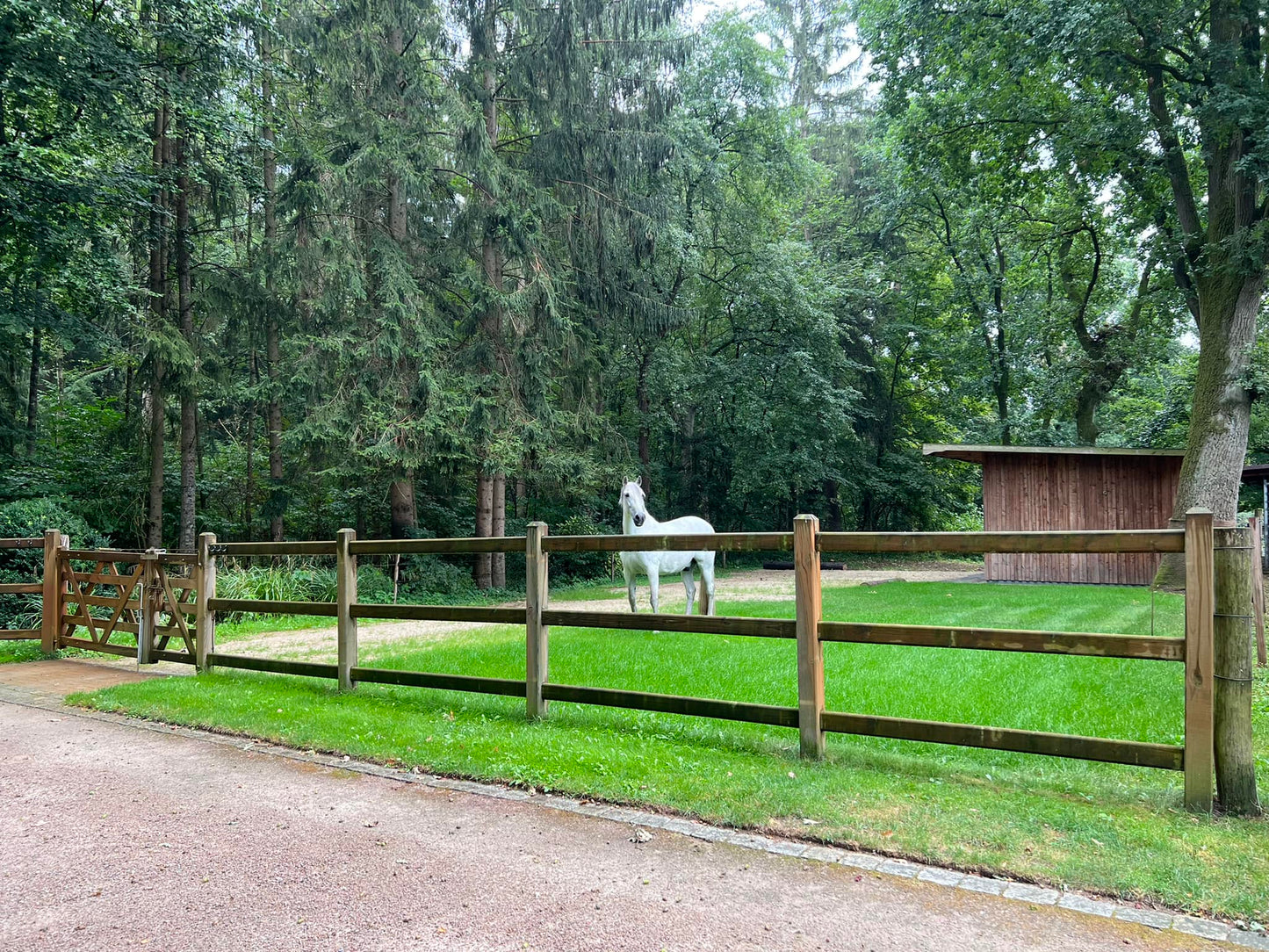 Clôture pour chevaux en pin avec poteaux carrés